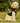 Pumpkin Dog Hoodie with Leash Hole for Large & Small Dogs